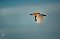 Volavka vlasata - Ardeola ralloides - Squacco Heron 8646